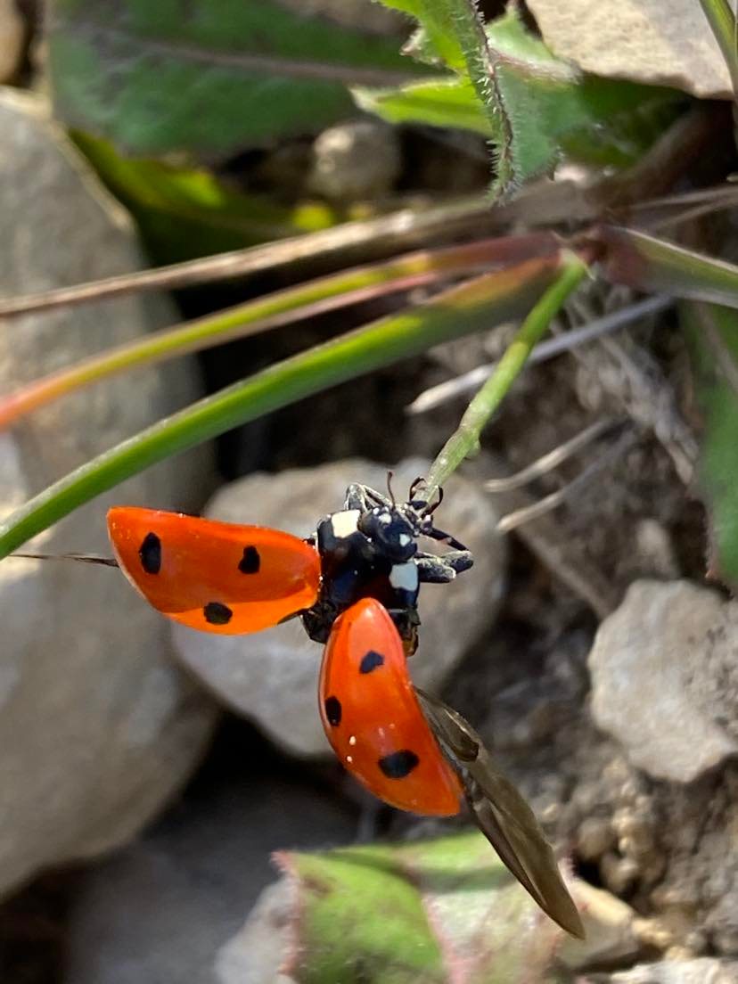 Coccinelle