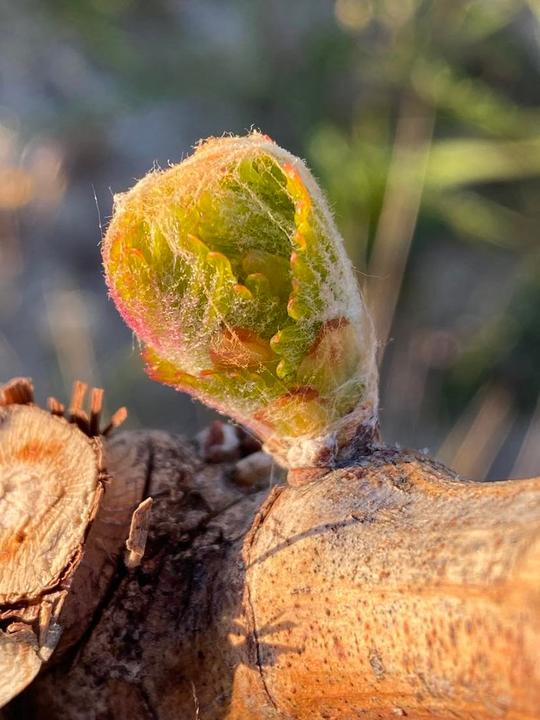 La vigne se réveille