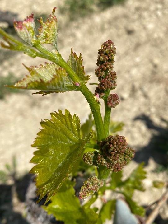 Grenache