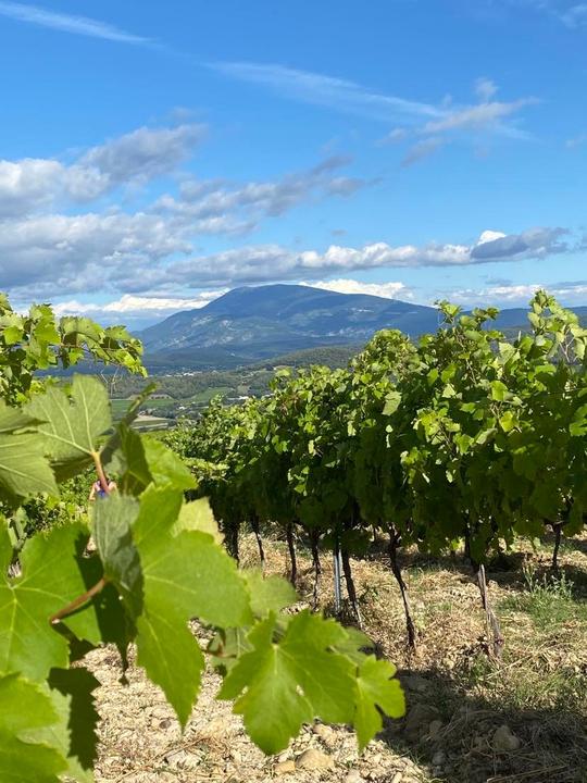 Syrah en contemplation du Mont Ventoux